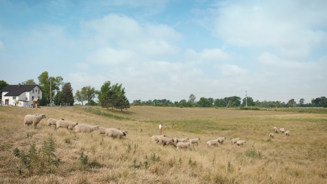 Video Reference: Pasture, Grassland, Natural environment, Plain, Land lot, Grazing, Meadow, Herd, Ecoregion, Grass