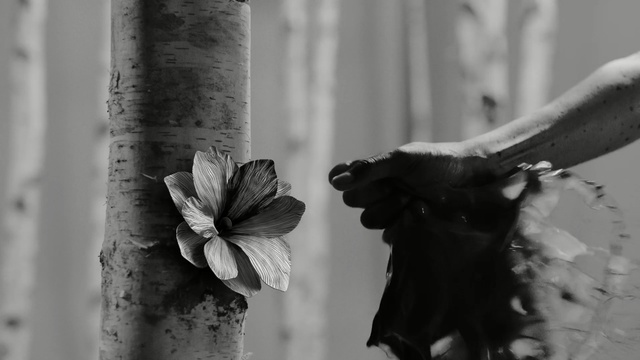 Video Reference: black and white, monochrome photography, photography, monochrome, hand, tree, stock photography, still life photography, Person