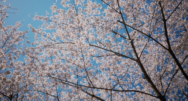 Video Reference: Tree, Branch, Plant, Blossom, Flower, Spring, Cherry blossom, Woody plant, Twig, Sky