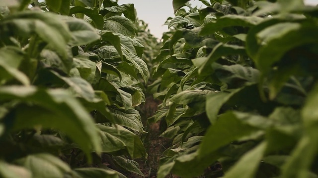 Video Reference: Leaf, Flower, Plant, Botany, Tree, Herb, Flowering plant, Vegetable, Crop, Basil