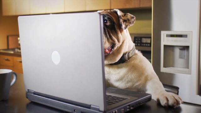 Video Reference: dog, dog like mammal, dog breed, technology, snout, electronic device, carnivoran, pug, product