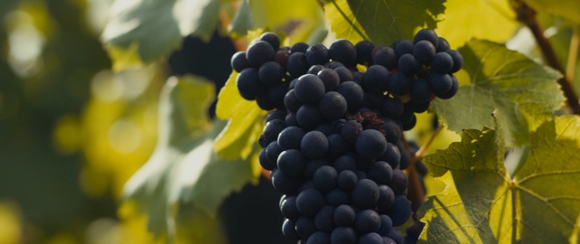 Video Reference: Grape, Seedless fruit, Grape leaves, Fruit, Grapevine family, Plant, Vitis, Vineyard, Flowering plant, Food