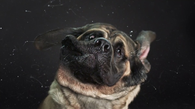 Video Reference: dog, dog breed, dog like mammal, pug, dog breed group, snout, carnivoran, whiskers