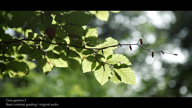 Video Reference: leaf, green, branch, tree, vegetation, deciduous, twig, flora, sunlight, autumn