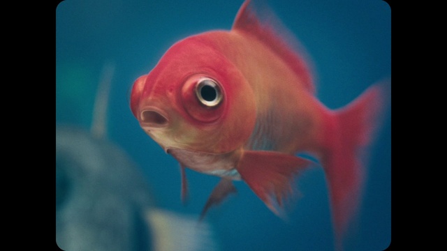 Video Reference: Fish, Fish, Blue, Marine biology, Red, Organism, Fin, Underwater, Feeder fish, Goldfish