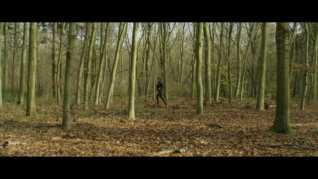 Video Reference: Woodland, Forest, Tree, Nature, Natural environment, Northern hardwood forest, Spruce-fir forest, Old-growth forest, Biome, Tropical and subtropical coniferous forests