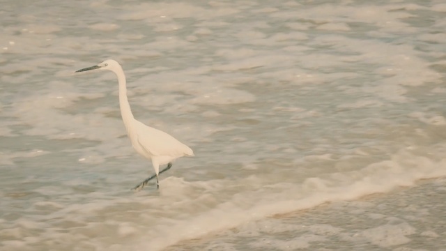 Video Reference: Bird, Great egret, Egret, Beak, Little egret, Heron, Crane-like bird, Shorebird, Crane, Snowy Egret