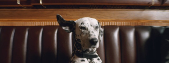 Video Reference: Dalmatian, Dog, Mammal, Canidae, Dog breed, Carnivore, Non-Sporting Group, Snout, Sporting Group, Companion dog