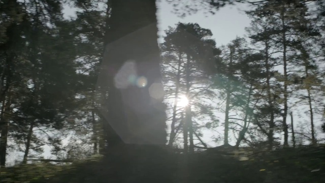 Video Reference: Tree, Atmospheric phenomenon, Nature, Natural environment, Forest, Sky, Sunlight, Light, Mist, Morning