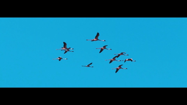 Video Reference: Blue, Sky, Bird, Flock, Bird migration, Wing, Flight, Animal migration