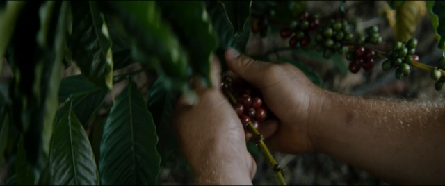 Video Reference: Leaf, Tree, Plant, Hand, Finger, Flower, Plant stem, Jungle