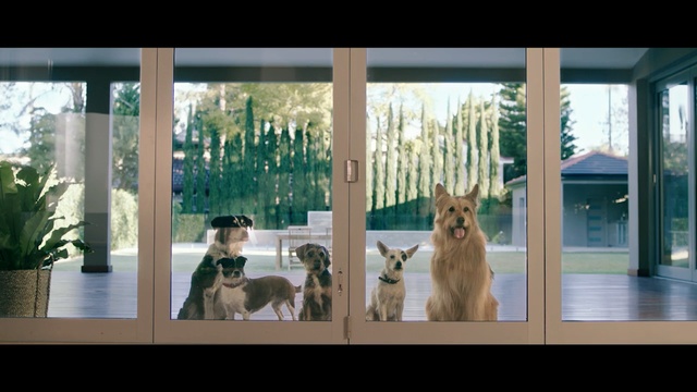 Video Reference: Dog, Canidae, Window, Dog breed, Carnivore, Companion dog, Door, Irish terrier, Interior design, Fawn, Person