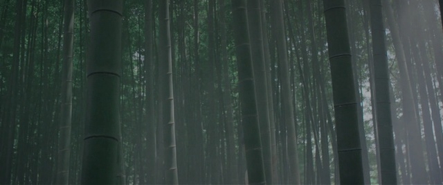 Video Reference: green, ecosystem, bamboo, forest, atmosphere, biome, sunlight, wood, line, tree