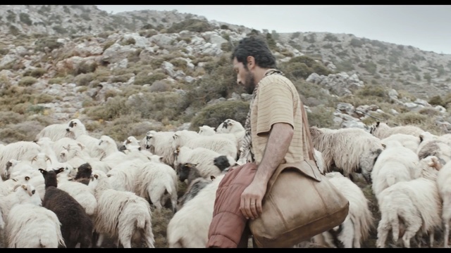 Video Reference: Herd, Sheep, Sheep, Herder, Shepherd, Goatherd, Herding, Livestock, Adaptation, Cow-goat family