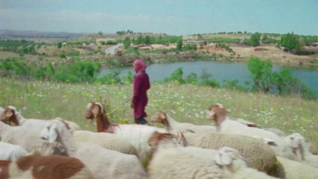 Video Reference: Herd, Herder, Sheep, Sheep, Pasture, Herding, Adaptation, Goatherd, Shepherd, Rural area