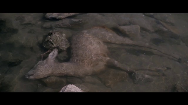 Video Reference: Organism, Otter, Wildlife, Komodo dragon, Mustelidae, Carnivore, Dinosaur