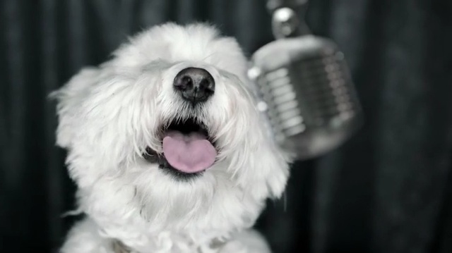 Video Reference: Dog, Mammal, Vertebrate, Dog breed, Canidae, Old english sheepdog, Maltese, Carnivore, Coton de tulear, Löwchen