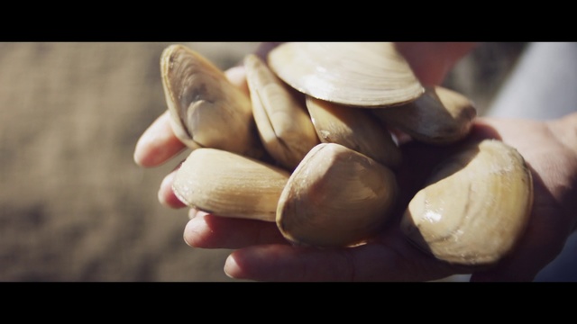 Video Reference: Pistachio, Nut, Food, Nuts & seeds, Plant, Ingredient, Clam, Produce, Superfood