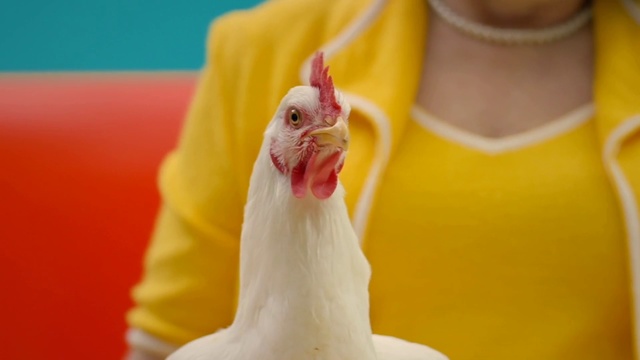 Video Reference: Chicken, Galliformes, Bird, Beak, Neck, Rooster, Livestock