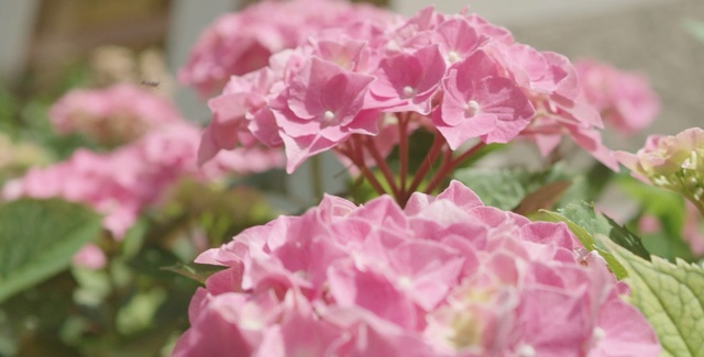 Video Reference: Flower, Flowering plant, Pink, Petal, Plant, Hydrangeaceae, Hydrangea, Dianthus, Cut flowers, Pink family
