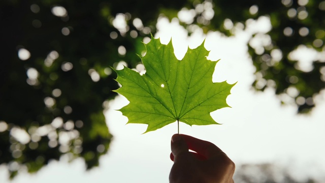 Video Reference: Leaf, Green, Tree, Plant, Plane, Flower, Maple leaf, Botany, Black maple, Woody plant