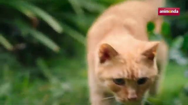 Video Reference: Mammal, Vertebrate, Cat, Felidae, Whiskers, Small to medium-sized cats, Burmese, Carnivore, Organism, Wildlife