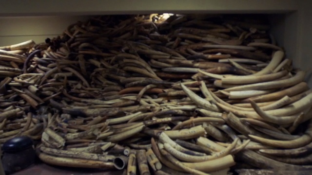 Video Reference: fangs, canine, fang, wild