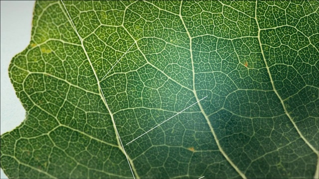 Video Reference: Leaf, Green, Plant, Plant pathology, Flower