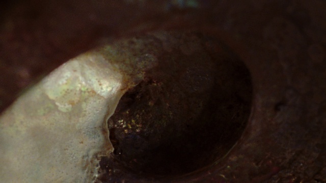 Video Reference: Close-up