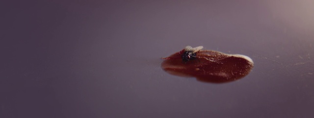 Video Reference: Water, Macro photography, Close-up, Photography, Flesh