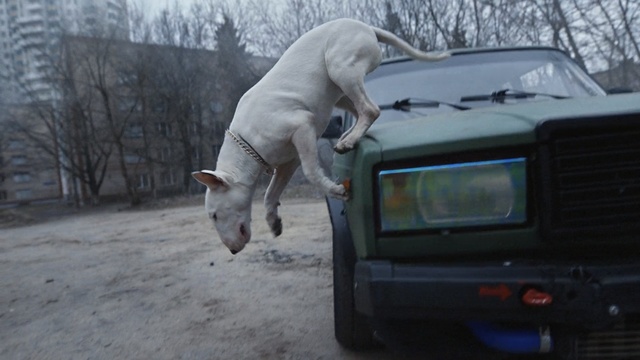 Video Reference: dog, hunting dog, hound, canine, Person