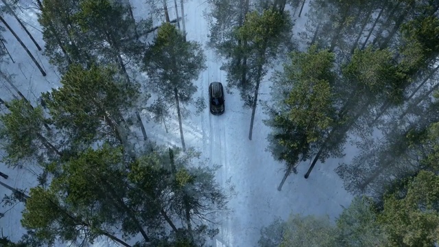 Video Reference: tree, nature reserve, ecosystem, forest, vegetation, old growth forest, rainforest, woodland, plant, water