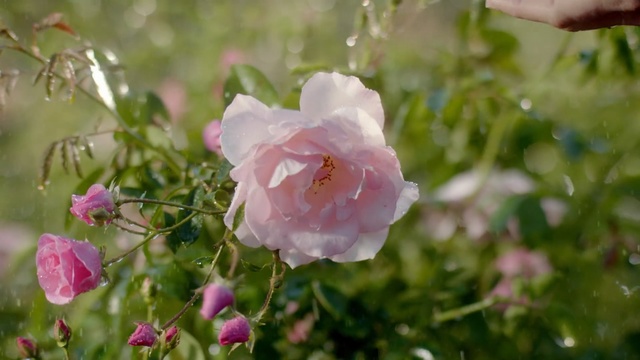 Video Reference: flower, rose family, pink, rose, plant, flora, flowering plant, wildflower, petal, rosa centifolia, Person