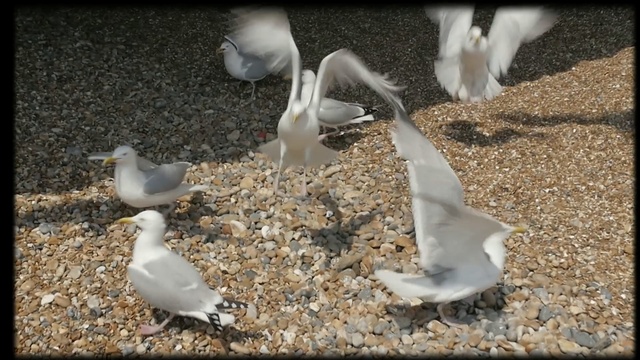 Video Reference: bird, fauna, seabird, pigeons and doves, beak, gull, european herring gull, charadriiformes, suliformes, Person