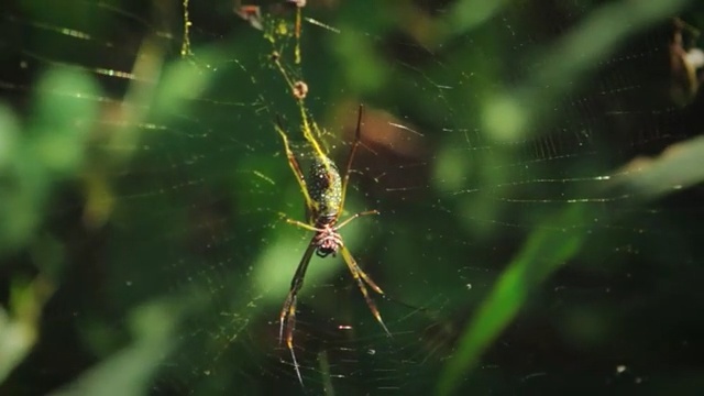 Video Reference: Spider web, Nature, Green, Macro photography, Organism, Insect, Invertebrate, Spider, Plant, Terrestrial plant