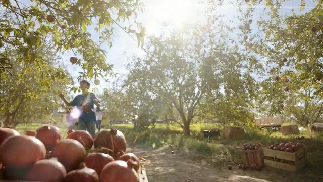 Video Reference: tree, sunlight, rural area, farm, plantation, grass, landscape, plant, recreation, leisure