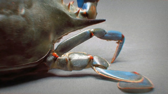 Video Reference: Crab, Decapoda, Close-up, Claw, Crustacean, Jaw, Chesapeake blue crab, Photography, Invertebrate, Macro photography