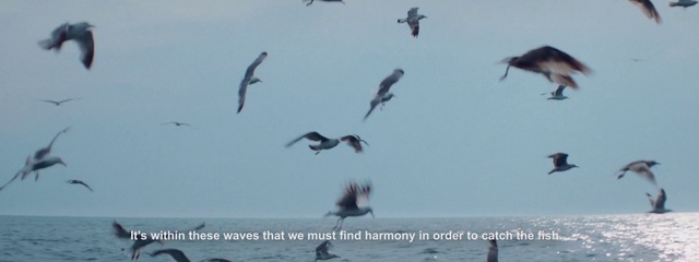 Video Reference: Bird, Flock, Bird migration, Seabird, Animal migration, Sky, Beak, Adaptation, Sea, Ocean