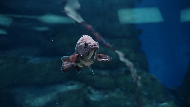 Video Reference: turtle, sea turtle, loggerhead, water, sea, fish, Person