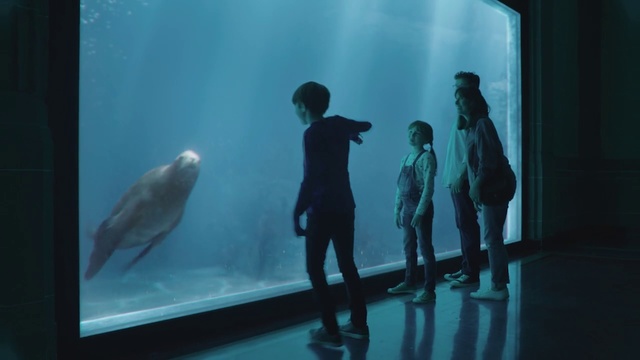 Video Reference: Aquarium, Marine mammal, Water, Human, Beluga whale, Organism, Adaptation, Cetacea, World