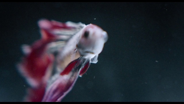 Video Reference: Pink, Organism, Photography, Plant