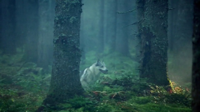 Video Reference: Nature, Vegetation, Forest, Old-growth forest, Natural environment, Green, Marine biology, Atmospheric phenomenon, Nature reserve, Biome, Grass, Animal, Outdoor, Building, Field, Standing, Looking, White, Bear, Sitting, Covered, Grassy, Large, Dirt, Zoo, Enclosure, Water, Laying, Cat, Polar, Tall, Tree, Carnivore, Mammal, Wolf, Plant, Lush, Day
