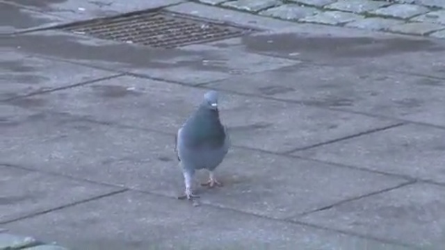 Video Reference: bird, pigeons and doves, beak, fauna, seabird