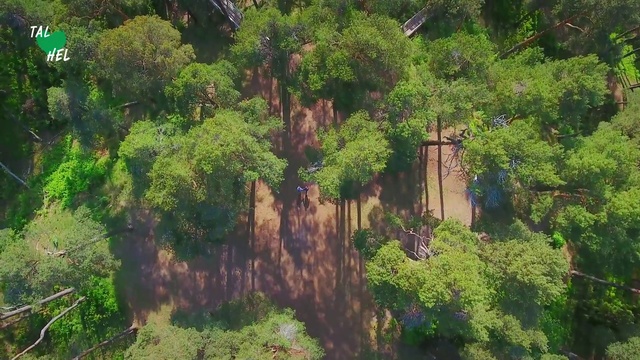 Video Reference: Vegetation, Nature, Tree, Nature reserve, Natural environment, Biome, Natural landscape, Tropical and subtropical coniferous forests, Forest, Jungle