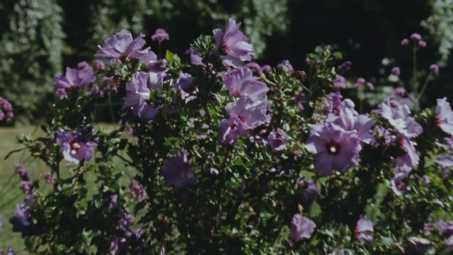 Video Reference: Flower, Flowering plant, Plant, Lavender, Petal, Purple, Shrub, Spring, Subshrub, Bellflower family