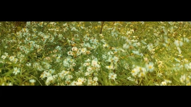 Video Reference: Nature, Flower, Plant, Leaf, Grass, Sunlight, Tree, Spring, Flowering plant, Organism