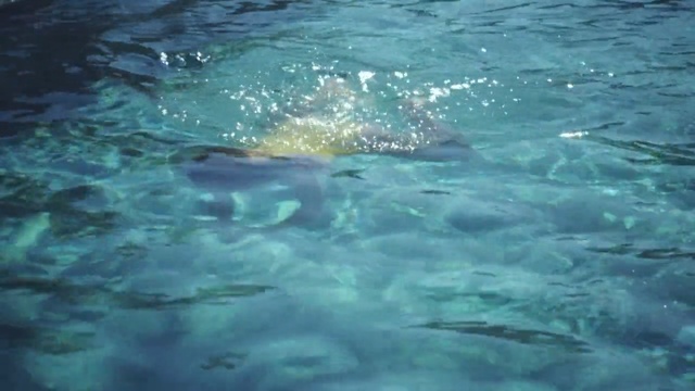 Video Reference: water, marine biology, underwater, sea, organism, marine mammal, fish, ocean, water resources, wave