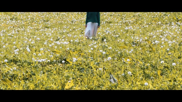 Video Reference: yellow, flower, field, meadow, ecosystem, grass, flora, wildflower, dandelion, spring