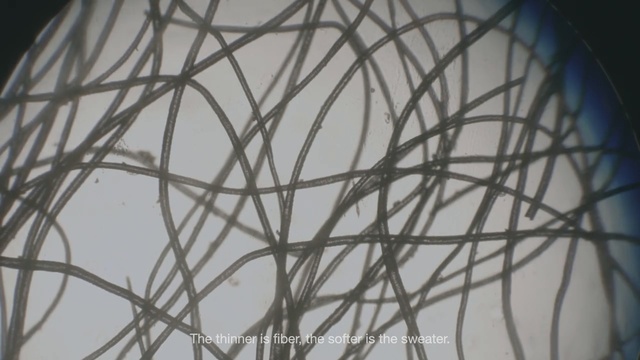 Video Reference: Branch, Tree, Twig, Metal, Plant