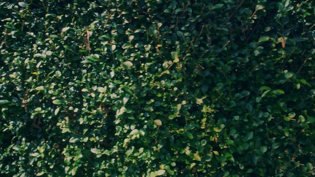 Video Reference: vegetation, plant, leaf, grass, shrub, biome, groundcover, tree, ivy, evergreen